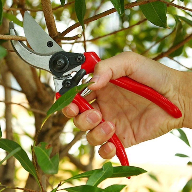 Premium Veredelungs- und Garte – Gardening Tools Quality Bewertung und Preis
